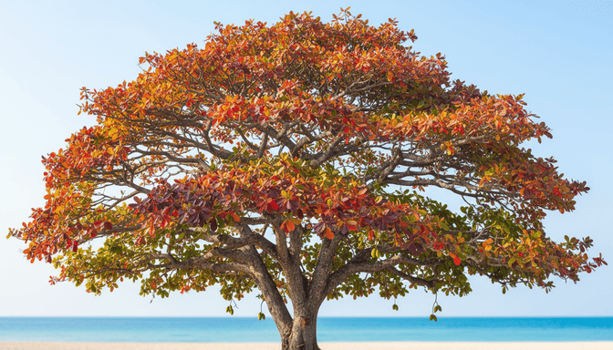 Terminalia catappa – Combretaceae